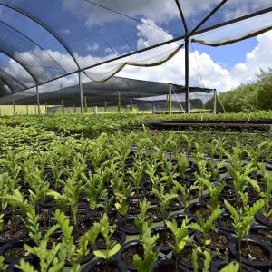 Native seedlings ready for use in forest restoration. 