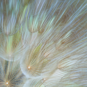 Close up of dandelions 