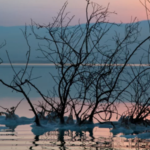 Trees coming out of water at sunset