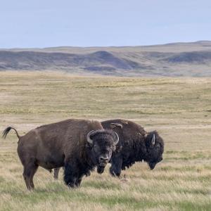 Two buffalo on an open plain.