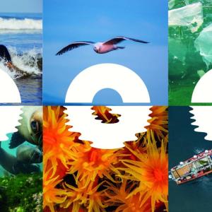 Ocean Generation logo over six different photots of kiids in the ocean, a bird, plastic in water, a seal, anemones, boats by an oil slick on the water.