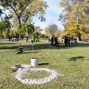 planted trees in green area