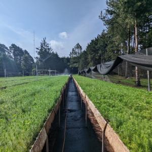 Fields of trees being planted