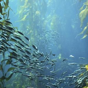 Ocean Exchange photo