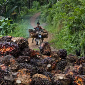Palm oil farmer in South Sulawesi, Indonesia, on motorbike transporting palm fruit and approaching pile of palm fruit