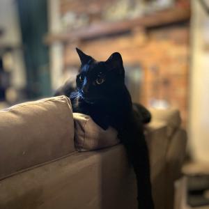 I met Olivia when I met my husband in 2019, and a favorite story is from the first time he took her outside on a kitty harness. At home, she runs to every open window and will sit there for hours, but the moment she saw the outside for herself, she immediately climbed up Jason’s leg and clung to him until he brought her inside. Now, her only exposure to the outdoors is by looking through the screen door of the patio. — Kat Chaykovska and cat, Olivia