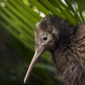 Close up of a Kiwi bird, foliage behind it.