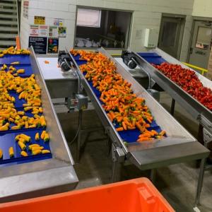 peppers on a conveyor belt
