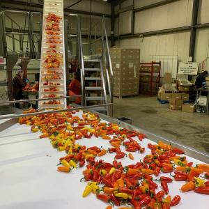 peppers on a conveyor belt 