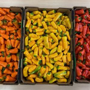 peppers sorted into boxes
