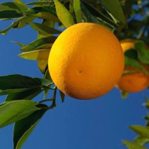 Looking up to ripened oranges on a tree