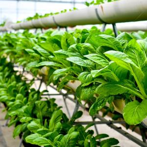 vertical farm