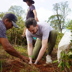 Planting baru nut trees