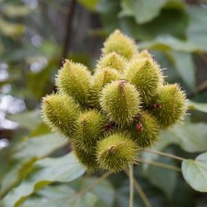 Baru nuts on the tree