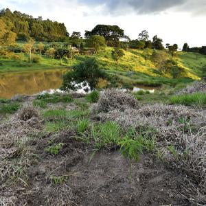 A field next to a lake, with forest in the bakcground