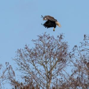  An eagle prepares to land in its nest in one of our Florida forests.