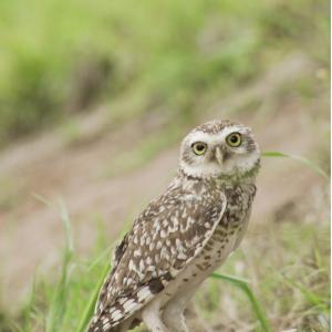 owl