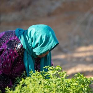 A person bent over looking at a plant
