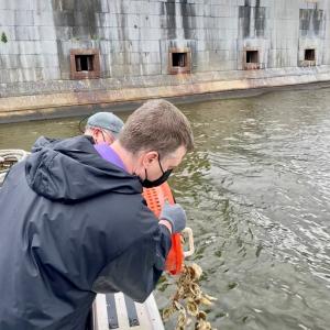 Person tipping a large bucket of oysters into the water