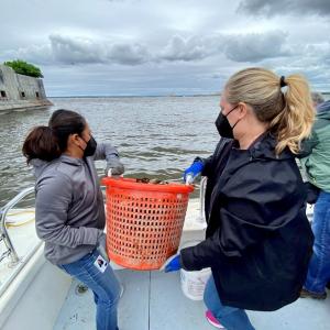 Two people holding a large bucket of oysters, about to tip them into the water for planting