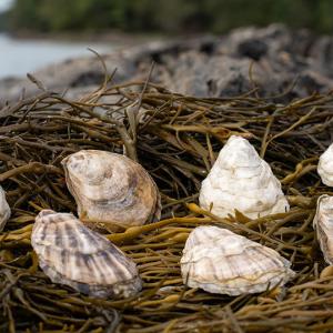 Oyster shells and​ macroalgae (such as​ kelp​)​ serve as restoration solutions to ​promote​ ocean health. 