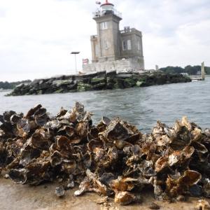 oyster shells along the seashore