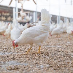 chickens feeding at Kipster's farm