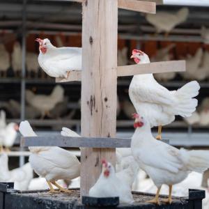 Chickens at Kipster's farm 