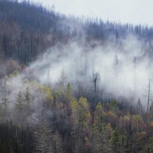 view of forest with smoke