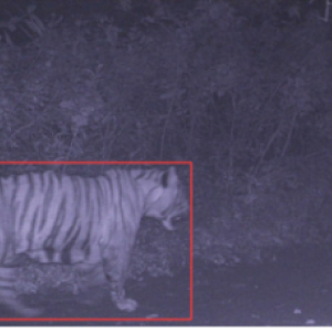  Real-time transmissions of image detection from TrailGuard AI units deployed on a trail in Dudhwa Tiger Reserve, India. 