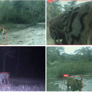 Tigers detected in main corridor in Kanha-Pench landscape close to villages.