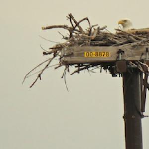 Eagle in his nest on top of a PSEG electrical pole.