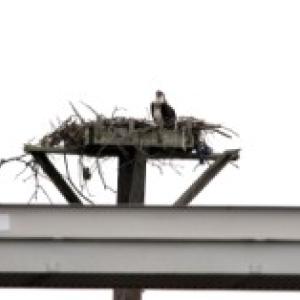 Close-up of eagle nesting on top of an electrical pole.