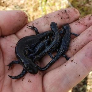 Blue spotted salamander being held in a hand.