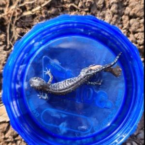 Blue salamander in a blue dish.