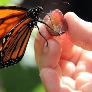 Hand holding a butterfly.