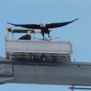 Bald Eagle’s Nesting – Roseland to Pleasant Valley Transmission Tower