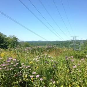 Vegetation Management meadow habitat