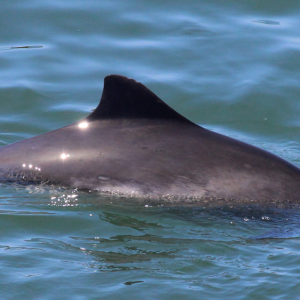 A harbor porpoise named Comet