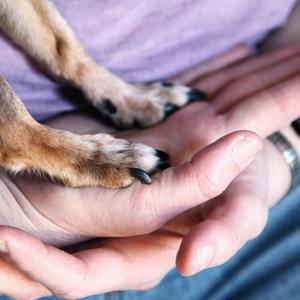 Dog paws resting in a persons palm