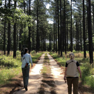 Two people walking on a track in a forest