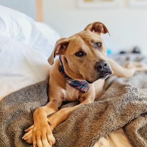 Phoebe has taught us plenty of things. She is a pit mix, which tends to carry a certain stigma, but if they only knew what a pushover she is! I’m amazed every day at just how much she loves people and other dogs. — Jason Pearce and dog, Phoebe