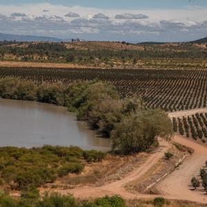 Corylus farm and lake. At this new hazelnut farm in Chile, climate‑aligned water management is supporting a more resilient landscape — productive agriculture and nature working side-by-side.