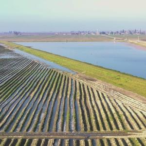Capinero Creek recharge area. At this groundwater banking facility in California’s Central Valley, dedicated recharge areas allow water to percolate down into the aquifer — an on‑farm investment that boosts long‑term water security.