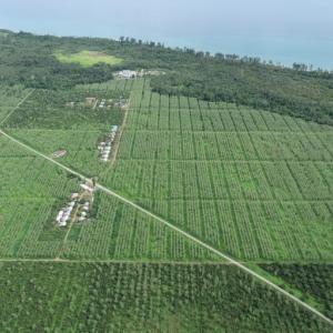 Overheard image of cocoa farm