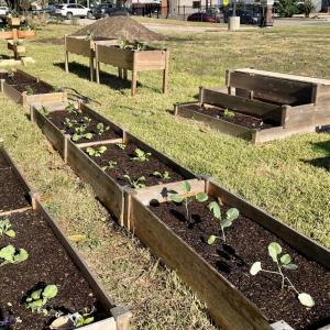 Raised garden beds with vegetables growing inside.