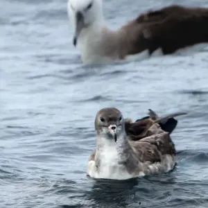 A shearwater bird in the water