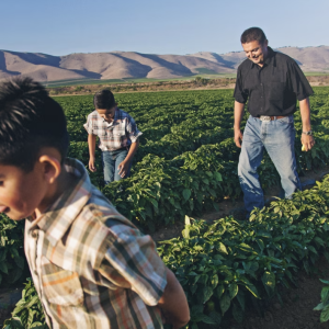 Two children and an adult walking through a crop field
