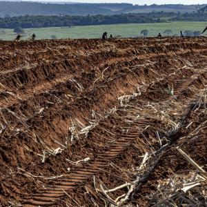 Field workers planting sugarcane
