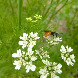 Pollinators can include native bees or other insects. 